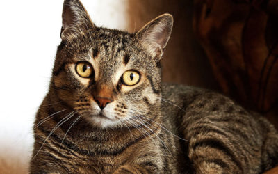 My cat stopped using the litter box, now what?