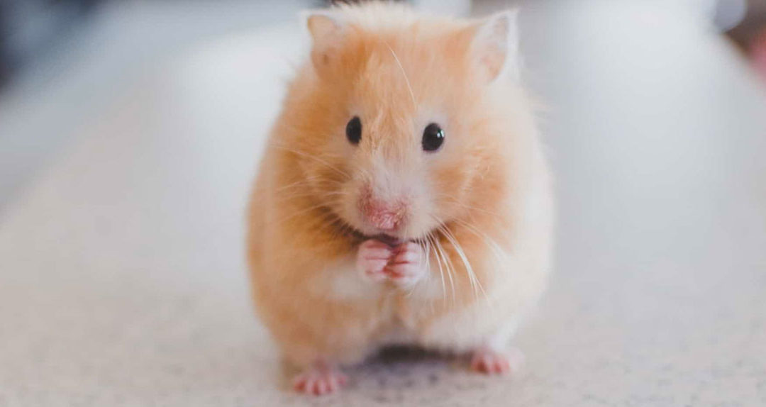 Which pocket pet is right for me?