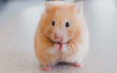 Which pocket pet is right for me?
