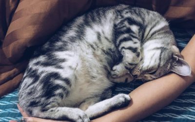 Why does my cat rub?