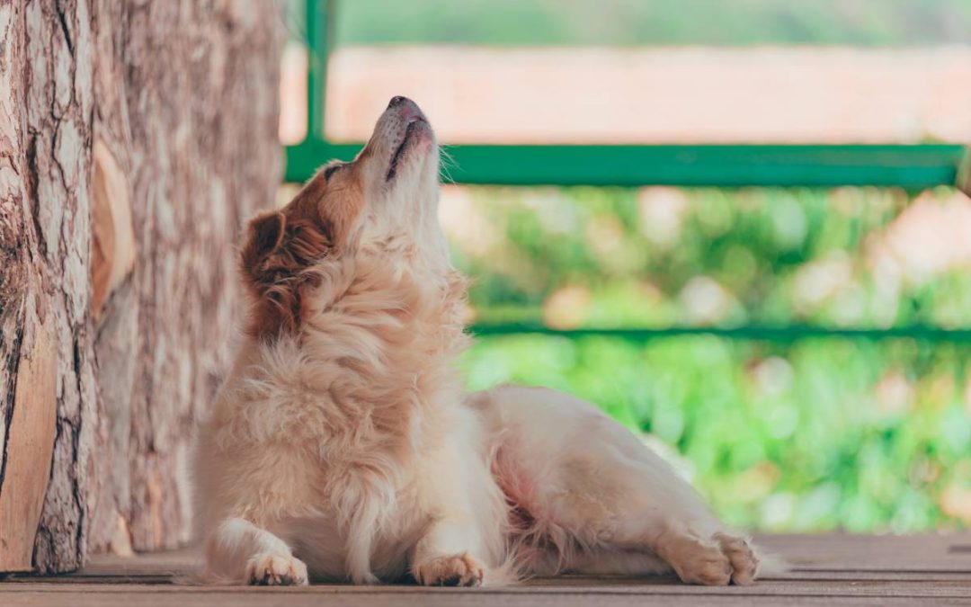 How to help your dog shed winter weight