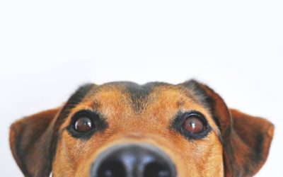 Veterinary costs uncovered