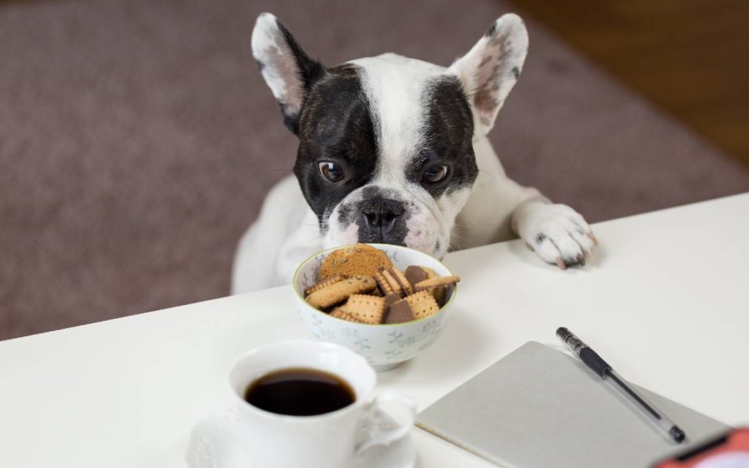 How to Protect Your Dog from Xylitol Toxicity