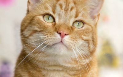 How do I know which vaccines and tests my cat needs?