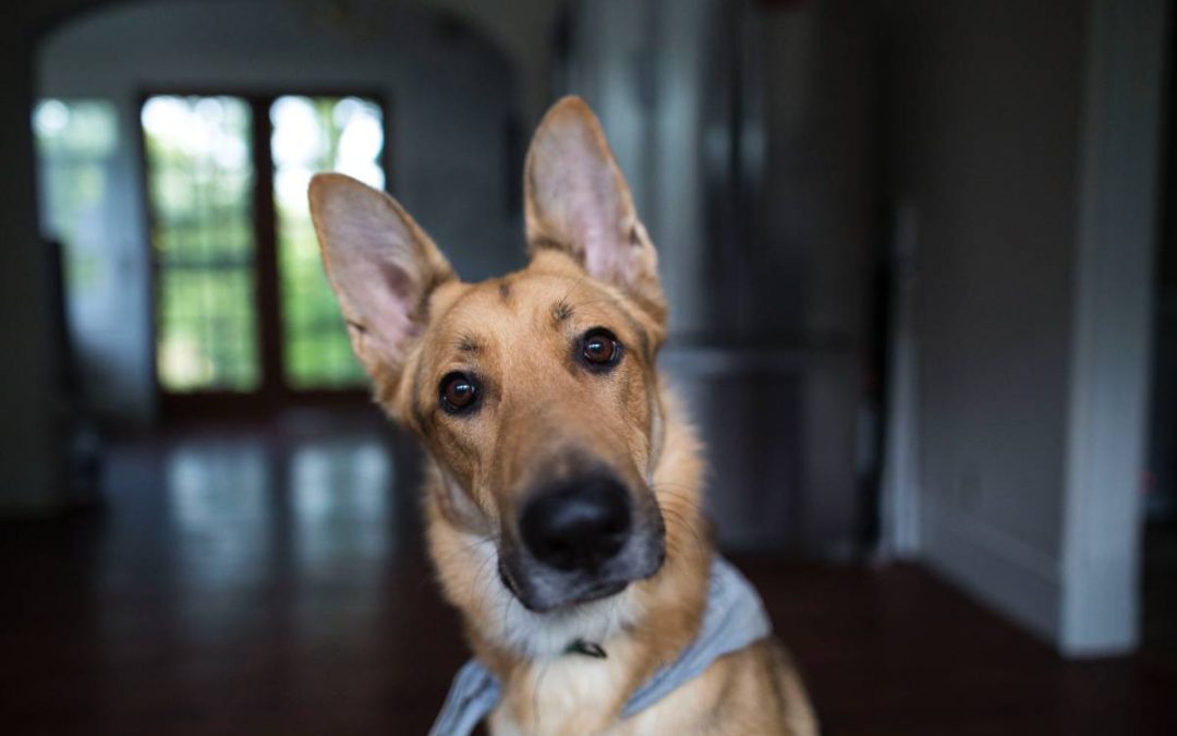 How do I know which vaccines and tests my dog needs?