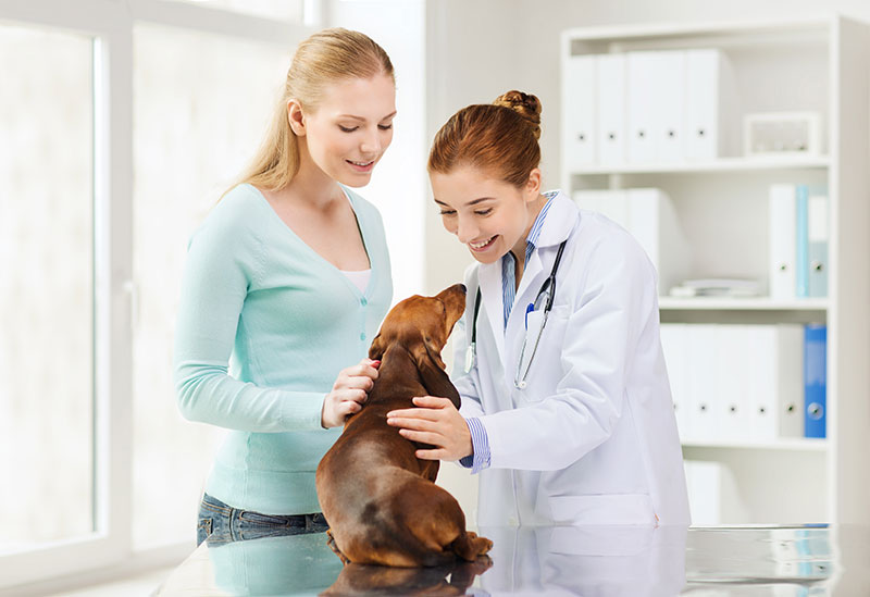 How to find the right veterinary practice for your pet