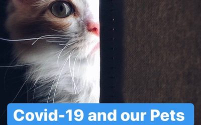 Covid-19 and our Pets
