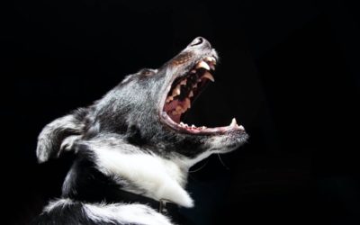 How to Prevent a Dog Bite