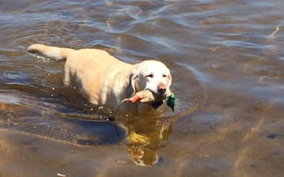 Sugar’s Adoption Story