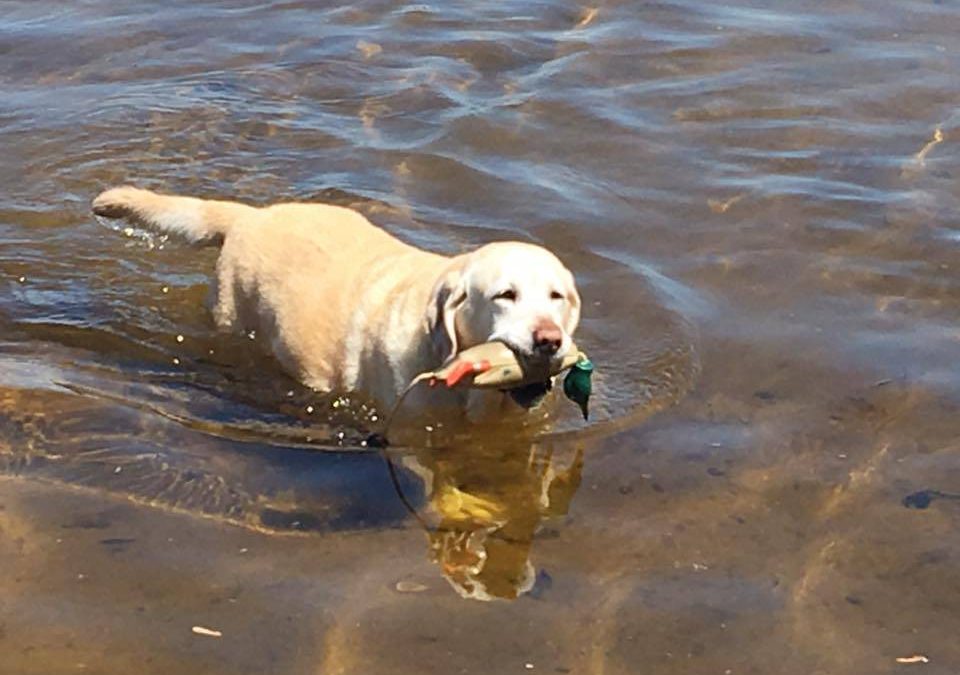 Sugar’s Adoption Story