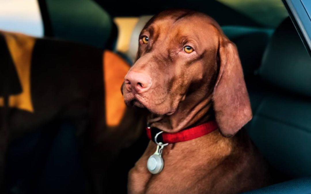 Veterinary Visits During COVID-19