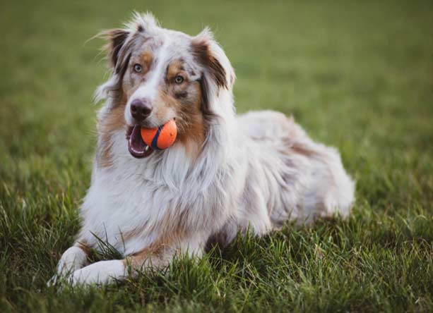 ps_kennel_pic2