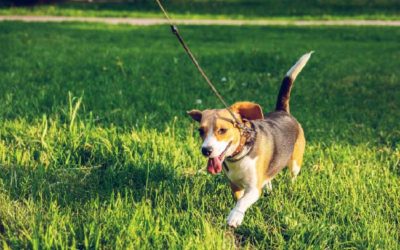 What is a sniff walk?