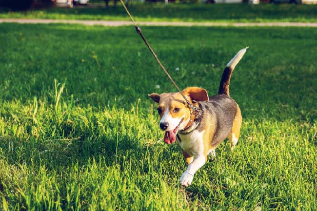 What is a sniff walk?