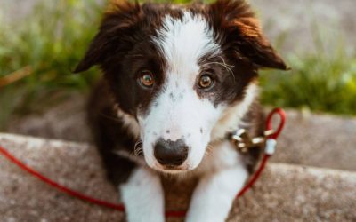 How to remove skunk odor