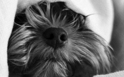 How to help dogs with noise anxiety