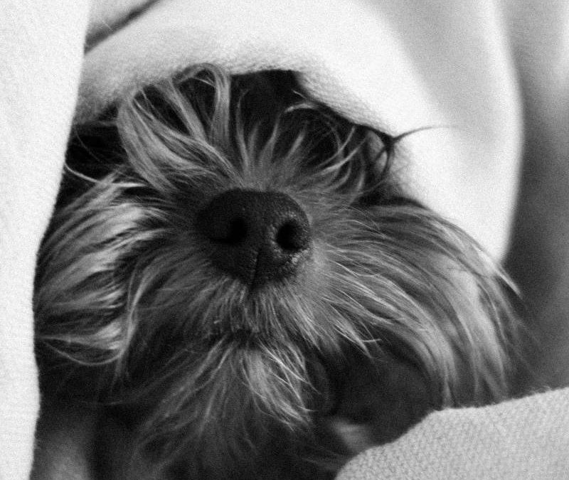 How to help dogs with noise anxiety